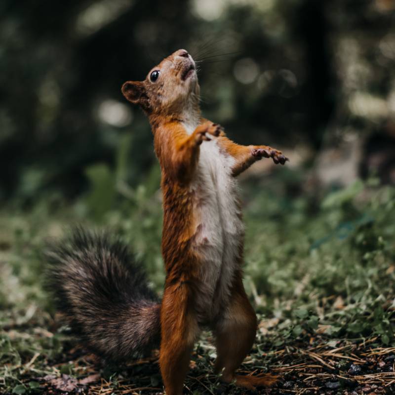 repelling squirrels