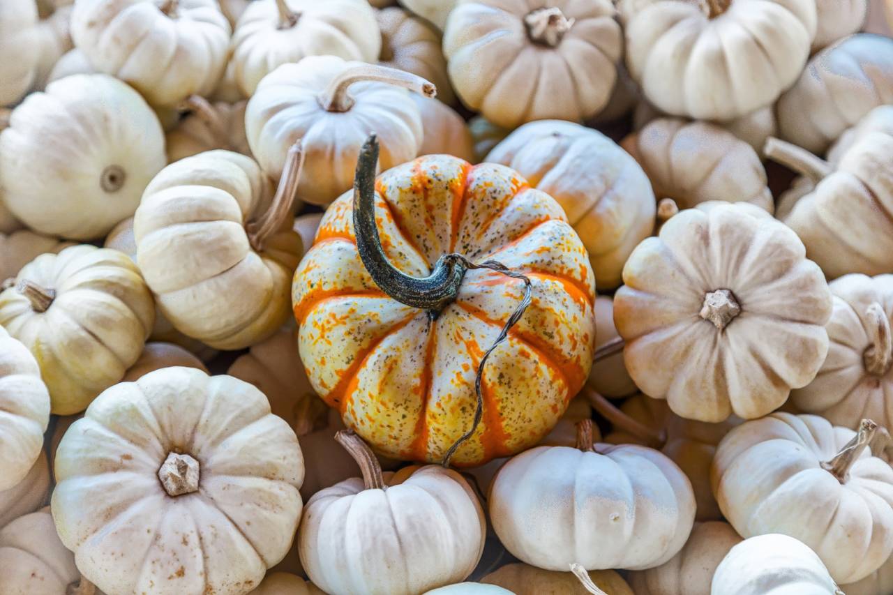 decorative pumpkins