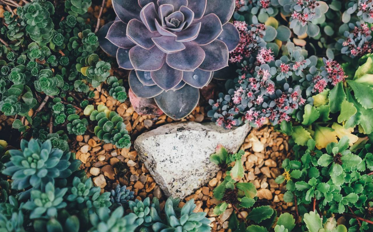 gardening with succulents