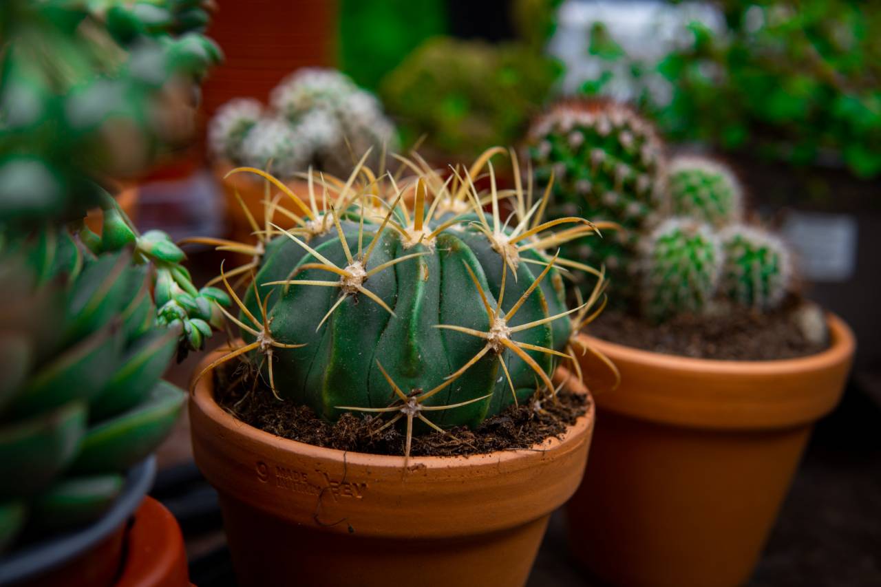 increasingly arid gardening